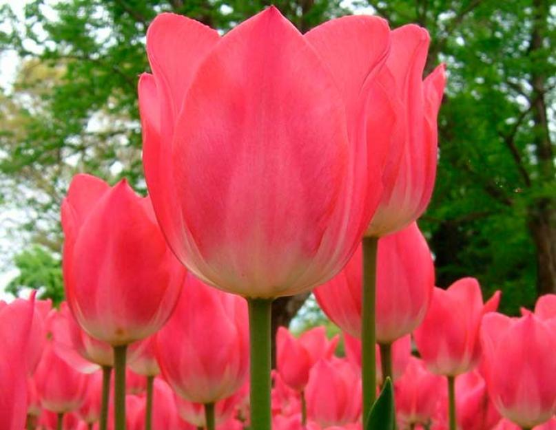 Самые красивые тюльпаны. Фото
