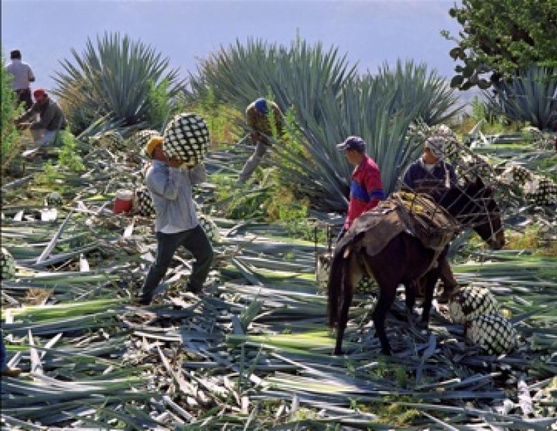 Агава голубая - мексиканское растение из которого производится текила. Описание голубой агавы: польза и применение