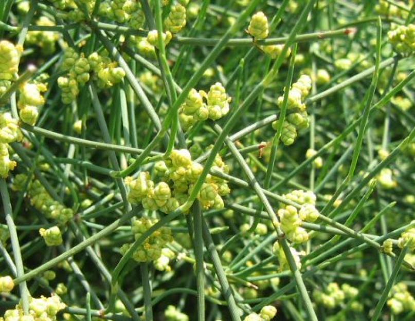 Эфедра трава – свойства и применение эфедры, экстракт эфедры. Блог 