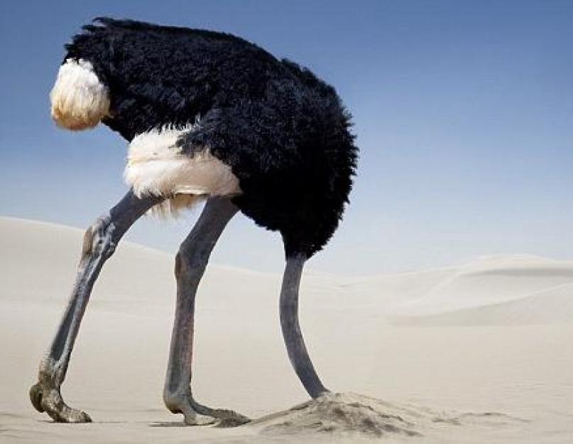 Состояние страуса который прячет голову под крылом. Почему и зачем страусы прячут свою голову в песок