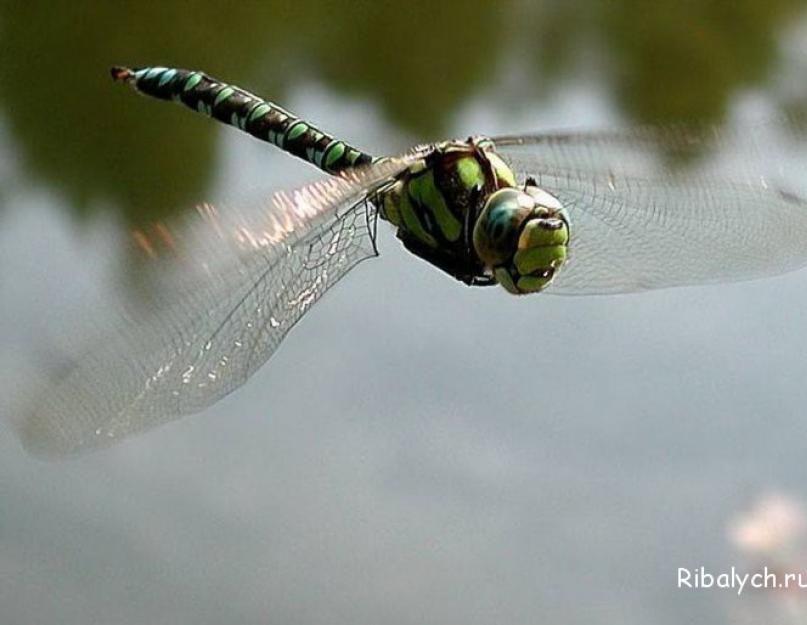 10 самых необычных насекомых. Самые удивительные насекомые мира