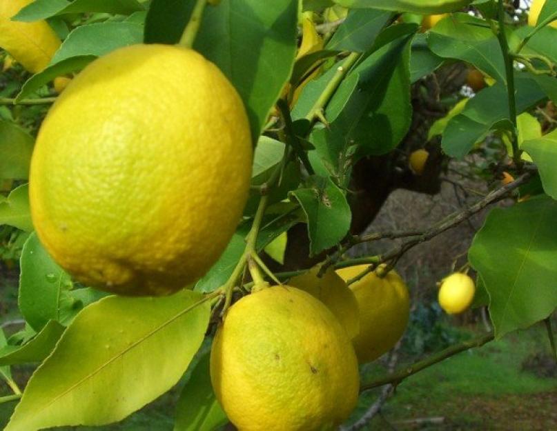 Как посадить лимон из семечка. Как правильно вырастить лимон из косточки