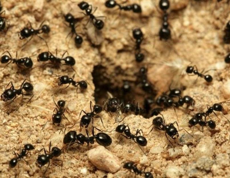 Раствор аммиака от муравьев. Нашатырь от муравьев на огороде