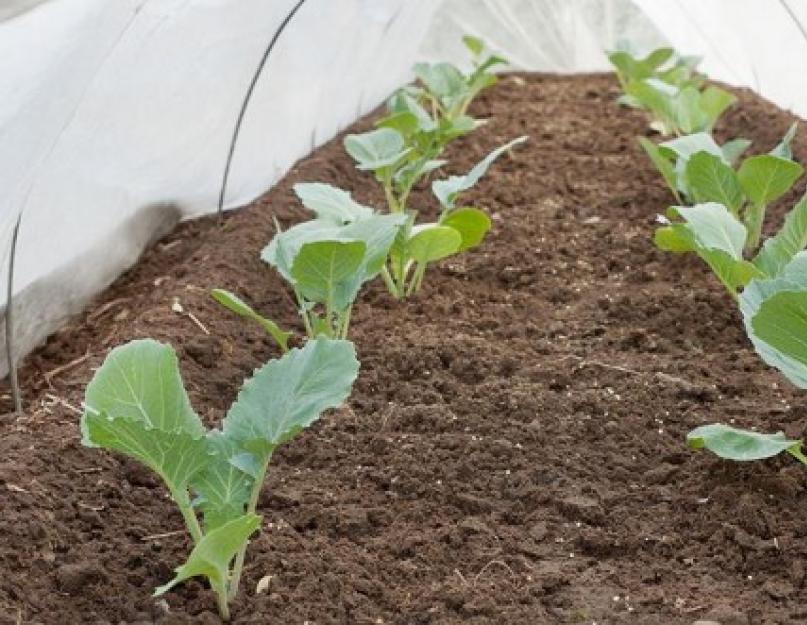 Посев капусты на рассаду в феврале. Как сажать капусту на рассаду в домашних условиях: правила выращивания и ухода
