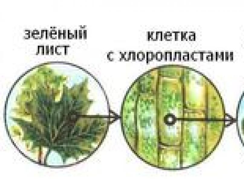 Значение фотосинтеза кратко и понятно. Процесс фотосинтеза у растений