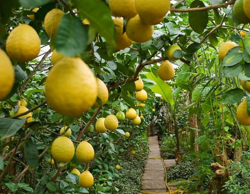 Можно ли есть домашний лимон. Комнатный лимон: уход в домашних условиях, выращивание, фото, болезни, цветение, размножение