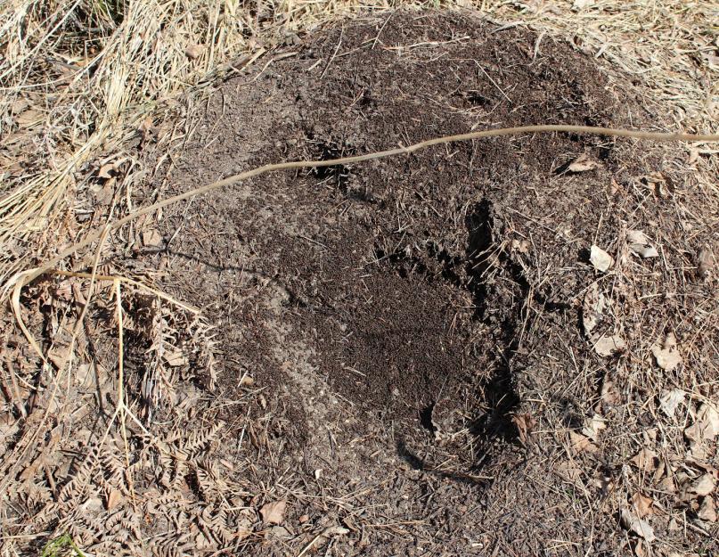 Как убрать муравьев с участка. Как избавится от садовых муравьев в огороде