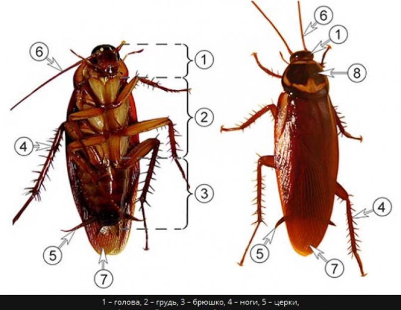 Интересные факты о таракане палочнике. Ночные обжоры - тараканы