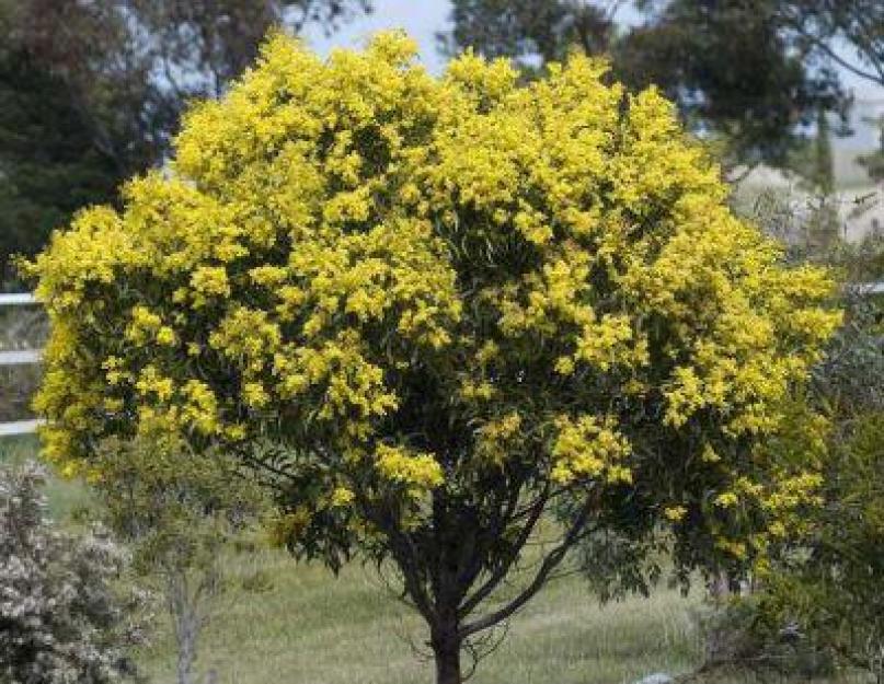 Наиболее характерный представитель флоры австралии 6. Флора австралии