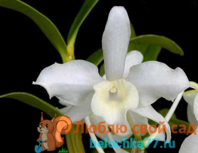 Орхидея дендробиум. Дендробиум Правила пересадки орхидеи