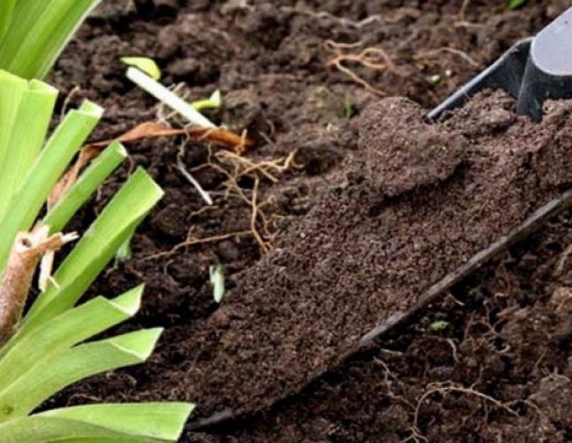 Узнать что почва кислая. Как определить кислотность почвы самостоятельно на своем участке