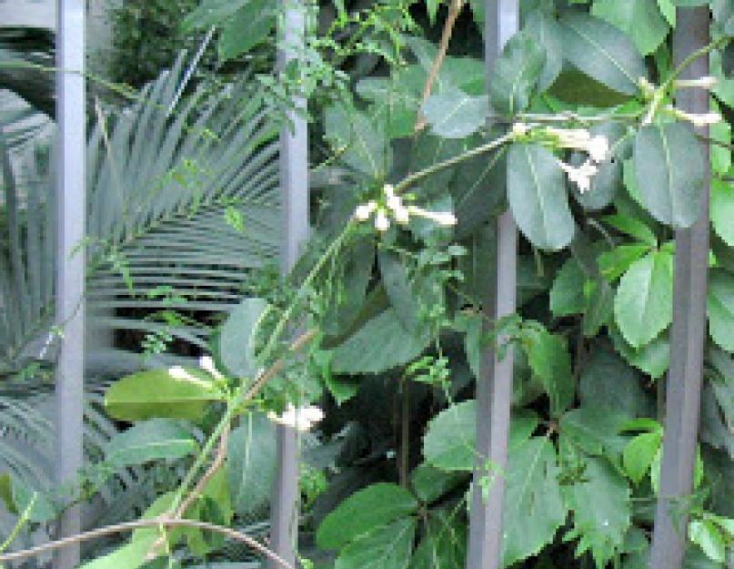 Можно ли размножить черенками мадагаскарский жасмин. Стефанотис: какой уход нужен мадагаскарскому жасмину для цветения в домашних условиях