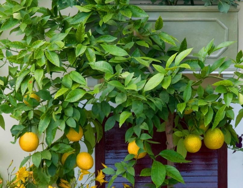 Выращивание апельсина в комнатных условиях. Апельсиновое дерево - советы по выращиванию цитрусовых