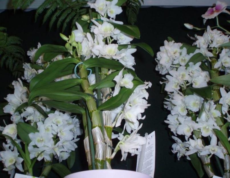 Дендробиум благородный: уход в комнатных условиях. Орхидея дендробиум уход в домашних условиях размножение черенками и детками пересадка Размножение дендробиума детками видео