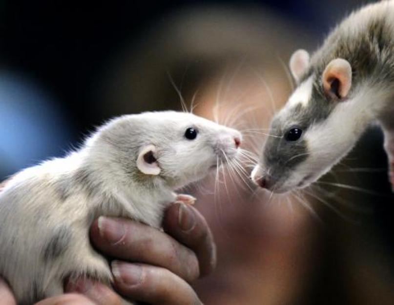 Как быстро избавиться от крыс. Как избавиться от крыс в квартире? Методы уничтожения грызунов