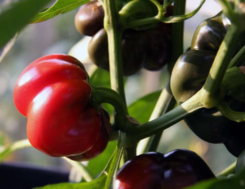 Посадка и выращивание помидоров. Помидоры – посадка, уход и выращивание томатов