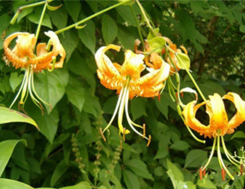 Род лилия – Lilium L. Фото и описание сортов и видов лилий