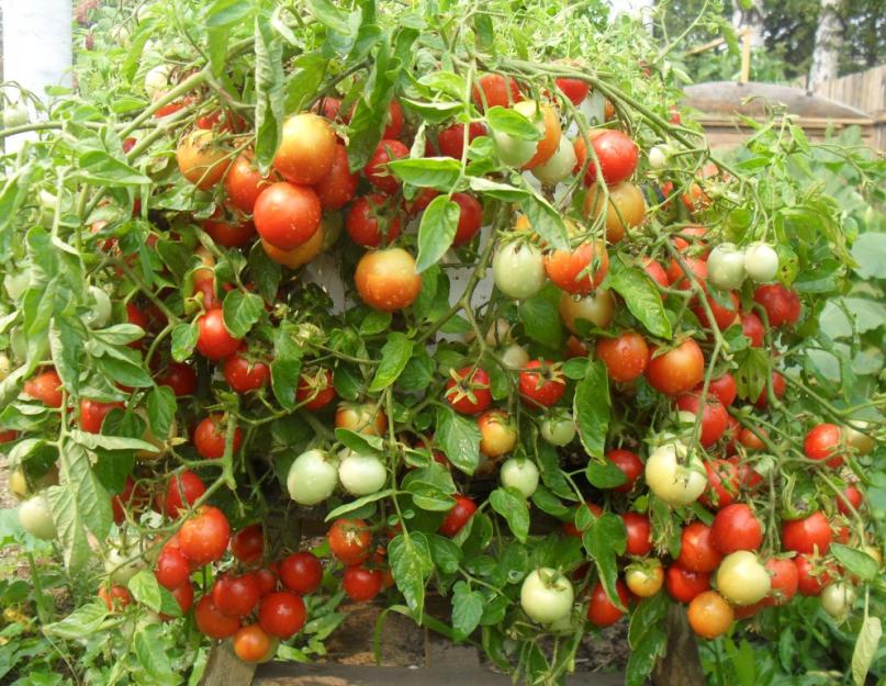 Как поливать томаты в августе. Уход за помидорами в августе