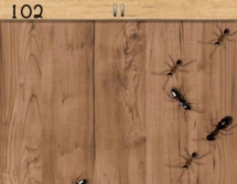 Игра давить муравьев онлайн. Убийца муравьёв