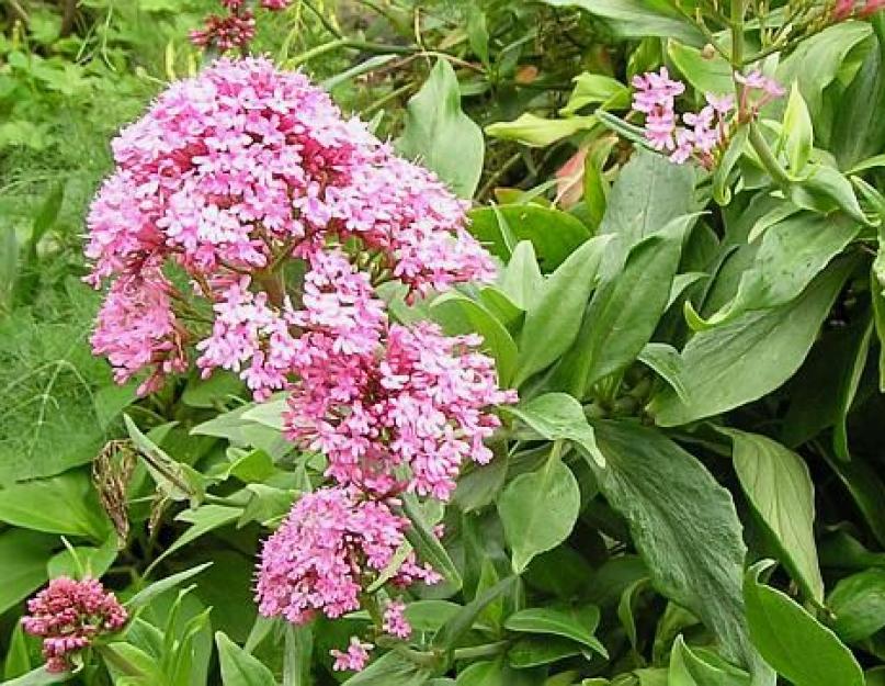 Валериана ботаническое описание. Валериана лекарственная (Valeriana officinalis L