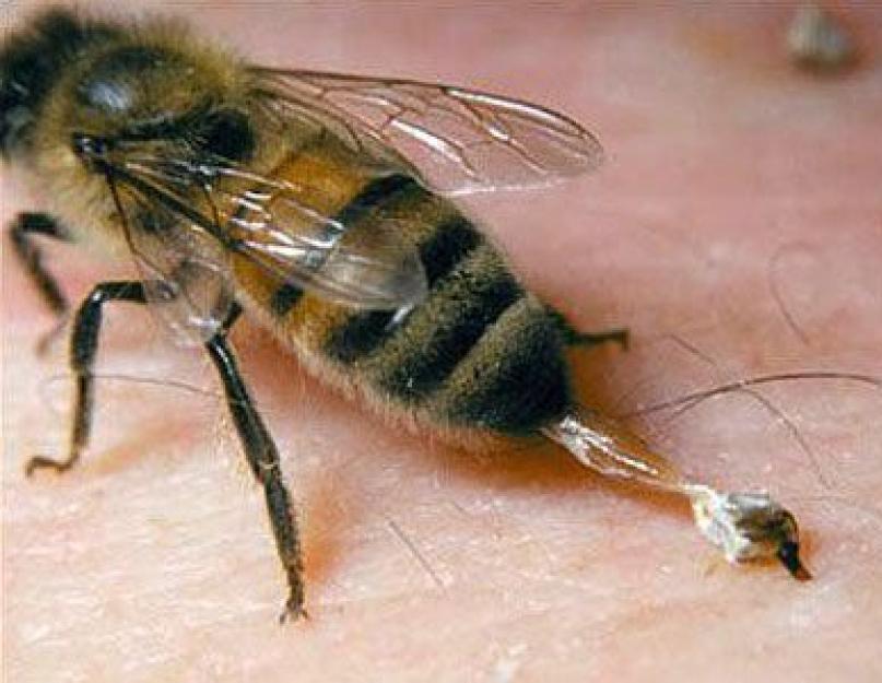 Какое жало у пчелы. Пчелы и осы – кто умирает после укусов