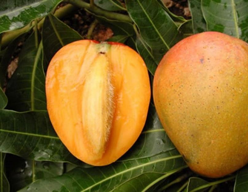 Как вырастить манго из косточки дома. Как вырастить манго в домашних условиях