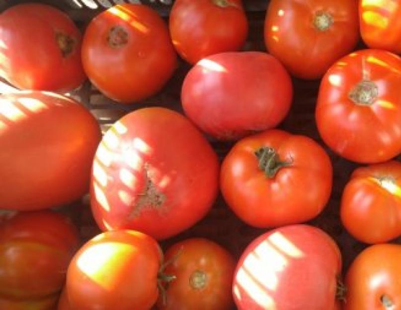 Надо ли подкармливать помидоры в августе. Основные правила ухода за помидорами в августе в теплице