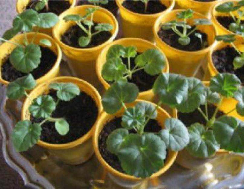 Всё о семенах пеларгонии: как посадить и вырастить в домашних условиях пошагово? Как посеять семена пеларгонии правильно. 
