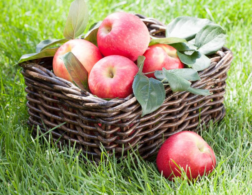 Способы сохранения яблок на зиму. Как хранить яблоки всю зиму в погребе, в земле, в квартире, в холодильнике