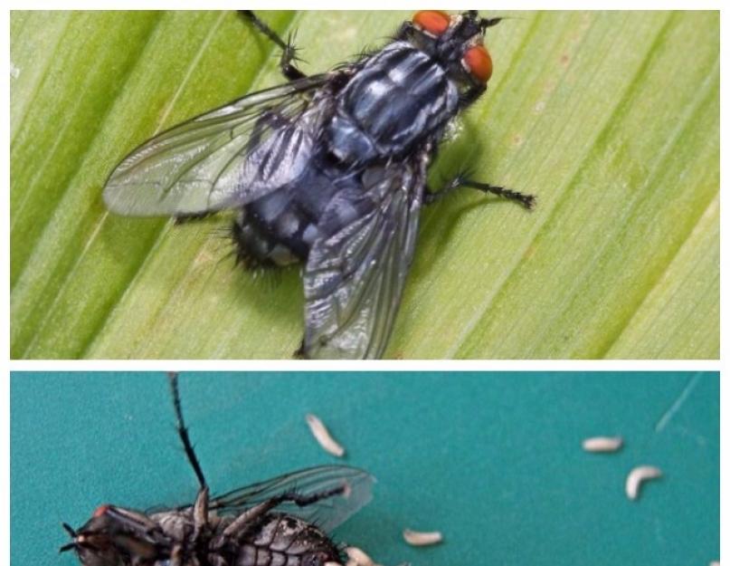 Полосатая муха название. Муха – описание, виды, где обитает, чем питается, фото