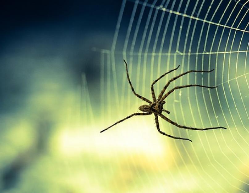 Почему дома заводятся пауки. Домашние пауки: основные виды домашних пауков