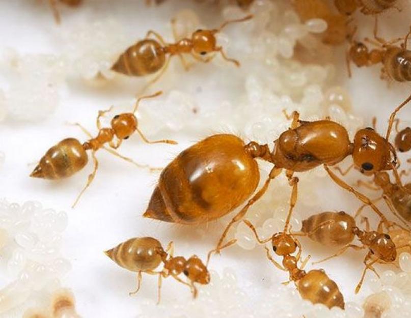 Очень мелкие муравьи в квартире как избавиться. Откуда в доме берутся муравьи и нужно ли их опасаться