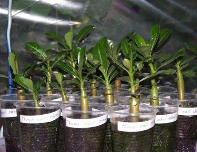 Адениум выращивание и уход в домашних условиях размножение семенами и черенкование обрезка. Размножение адениума черенками