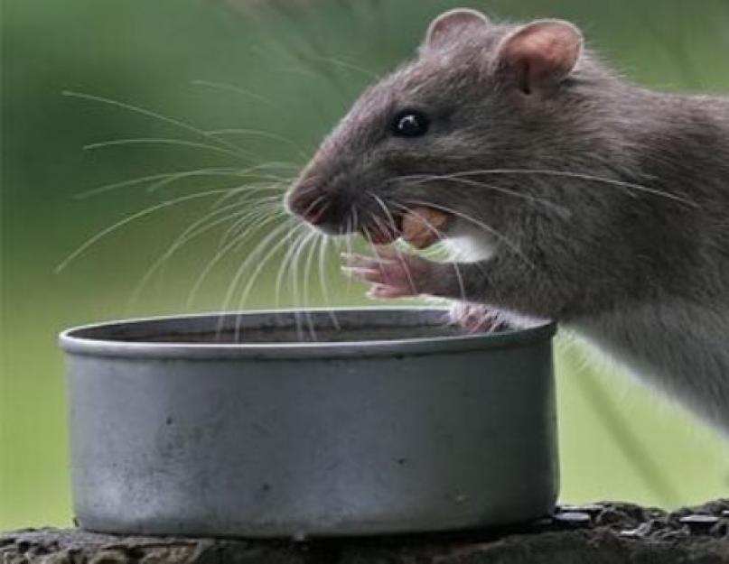 Что делать нашел помет крысы в еде. Мышиный помет