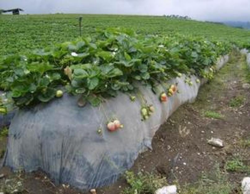 Как выращивать клубнику: способы посадки и этапы развития. Выращивание клубники на даче и уход за ней в открытом грунте