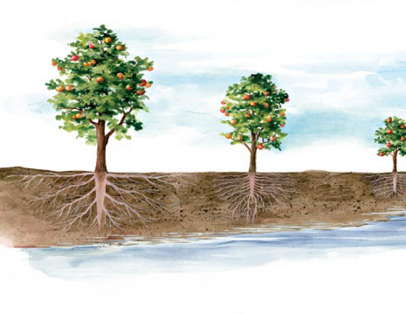 Как правильно посадить деревья в саду. Планировка огорода и плодового сада: от чертежа до высадки культур в примерах