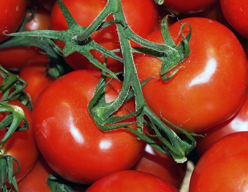 Как пасынковать помидоры, как правильно формировать куст. Как правильно пасынковать томаты (помидоры) или что такое пасынки и как их срезать