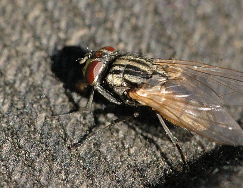 Почему мухи кусаются. Почему мухи кусаются в августе? Почему мухи иногда кусаются