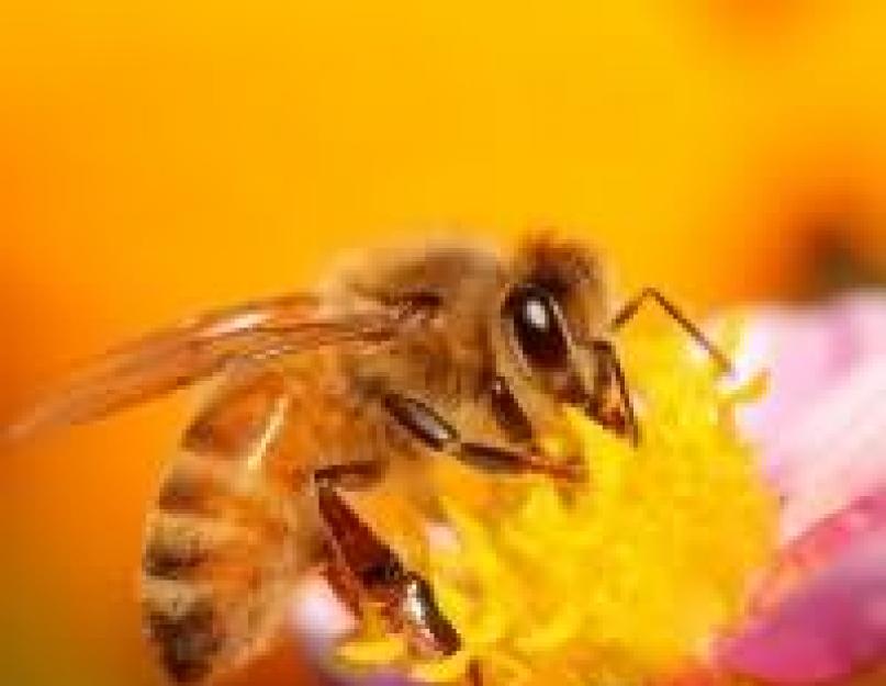 К чему снятся дикие пчелы кусают. К чему снится укус пчелы