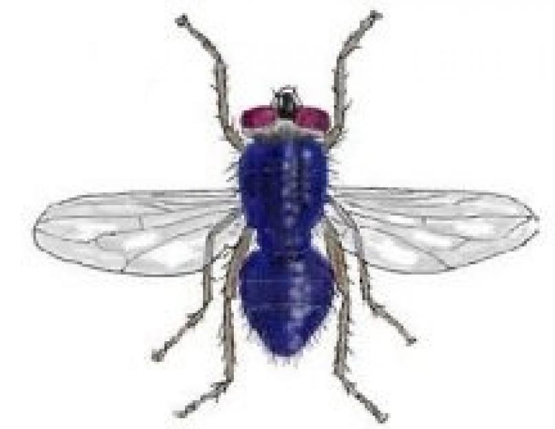 Зачем кусаются мухи. Почему кусаются мухи и можно ли защитить от них своего питомца! В чем опасность хищных мух