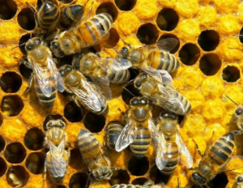 Отличия шмеля от пчелы и осы. Породы пчел с фото и описанием