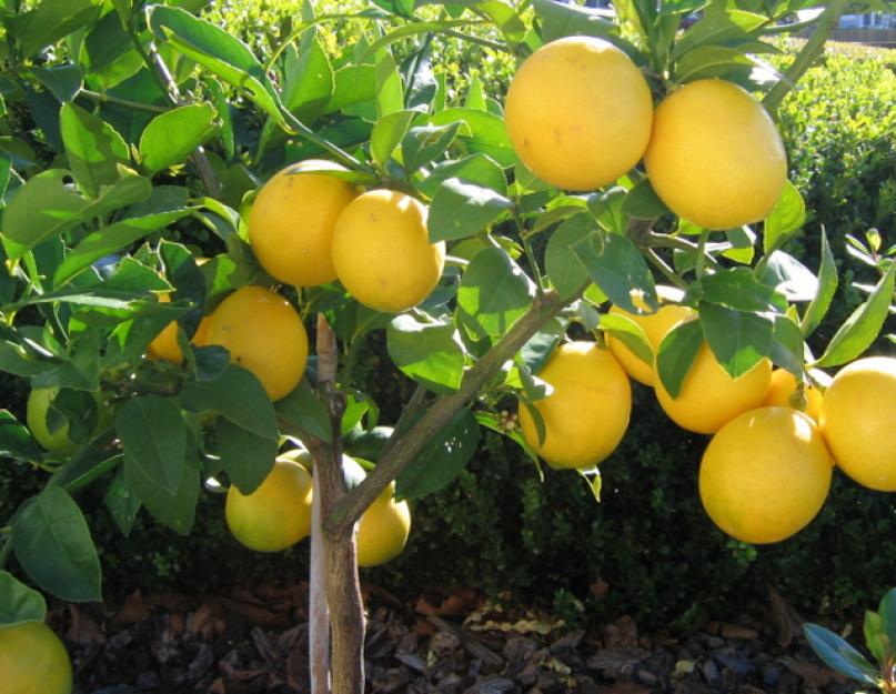 Как правильно ухаживать за лимонным деревом. Как ухаживать за лимоном в домашних условиях