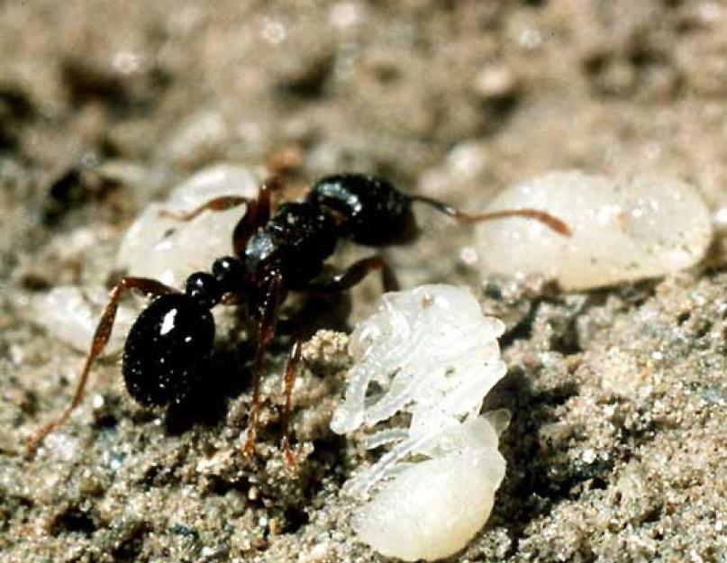 Как называется главный муравей. Лесные муравьи описание, фото и видео насекомых