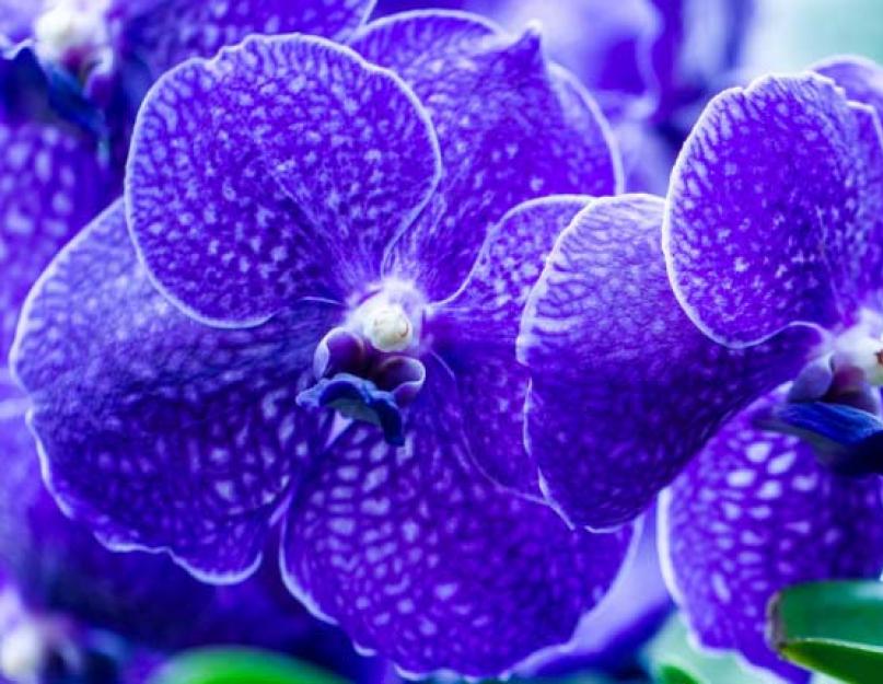 Как красить орхидею в синий цвет. Узнайте, как покрасить орхидею в домашних условиях