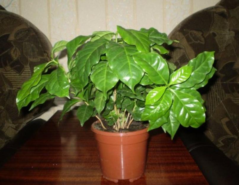 Как правильно вырастить кофейное дерево дома? Кофейное дерево: выращивание в домашних условиях. 