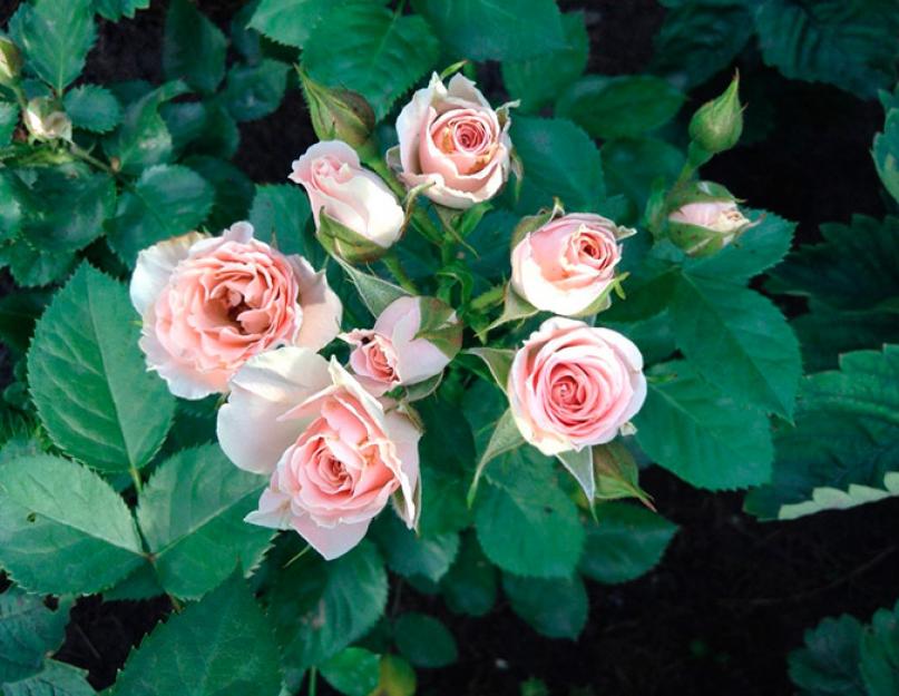 Роза спрей: выращивание и уход в открытом грунте. Розы спрей: описание, обзор лучших сортов Розы спрей посадка