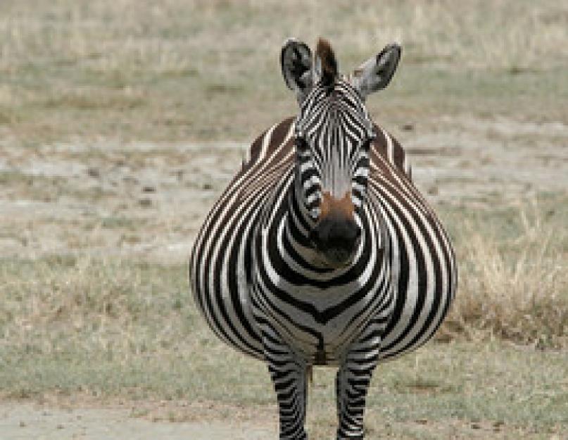 Чем питается зебра в естественной среде. Зебра: интересные факты, фото и краткое описание