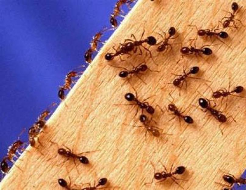 К чему заводятся муравьи. К чему появляются муравьи в доме? Где живут и как размножаются