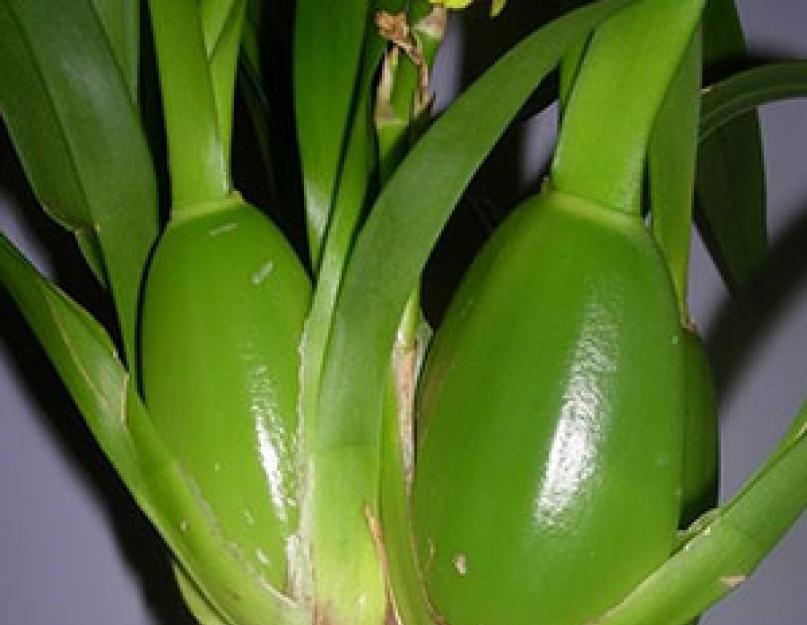 Как разводить орхидеи в домашних условиях черенками. Размножение орхидей фаленопсис черенками и цветоносами в домашних условиях