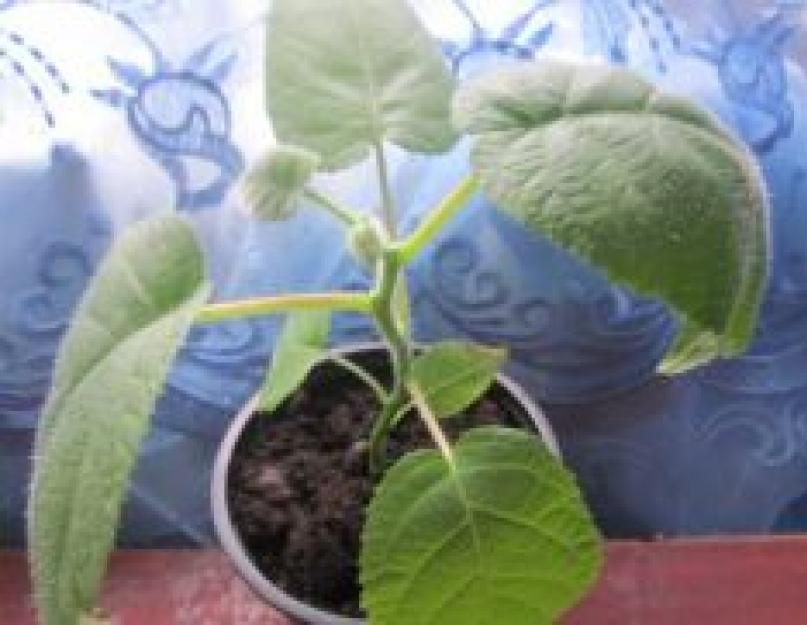 Как растет киви, его выращивание в домашних условиях. Все о киви фрукт как выращивать в домашних условиях